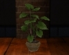 Rustic potted plant {LT}