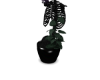 boneplant