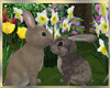 Spring  Rabbits