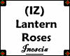 (IZ) Lantern Roses