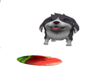 Pepper The Frisbee Dog