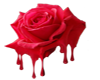 Red dripping rose