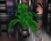 elite reflect plant