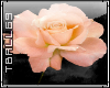 peach rose sticker
