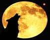 HOWLING at the moon pic