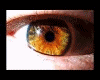 *LH* Eyes bd arabian