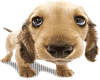 Cute Puppy
