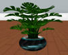 black jade plant 2