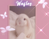 Bunny | Cute