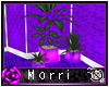 +Mor+ Iris Plant Set