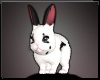 ∘ Little Bunny Pet