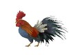 DW COLORFUL ROOSTER