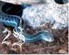 ~2S~ f blue snakeskin