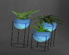 Plant Decorative