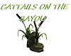CATTAILS ON THE BAYOU