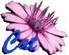 unique purple daisy