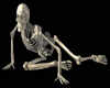 Skeleton HalloweenBones