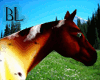 Appaloosa horse (Pet)