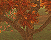 SM@Autumn Fall Tree