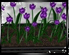 Tulips purple boxplanter