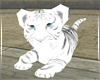 White Tiger  pet