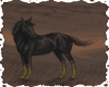 desert horse
