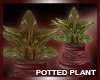 [DD]SimplifyMe-Plant 1
