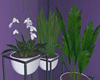 D | Aesthetic Plant