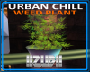 URBAN CHILL WEED PLANT