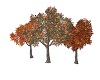Fall Leaf Covered Trees