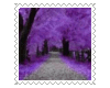 purple trees biggy