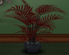 Red/Blk Plant