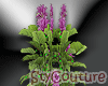 Purple Flower Plant