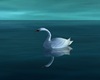 AWESOME SWAN