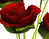 Animated red Roses