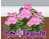 CD Pink Primrose Flower