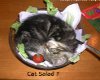 Cat Salad ?