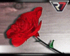 7R LONG RED HAND ROSE
