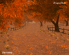 Autumn Forest Path NI