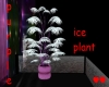 purple ice plant