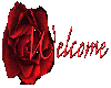 red welcome rose