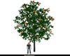 BH Oranges Tree