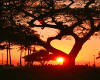 Heart Tree at Sunset