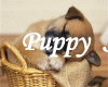 Puzzle ~ Puppy Sleeping