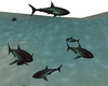 Requins groupe