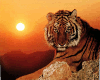 poster de tigre