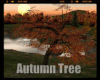 *Autumn Tree