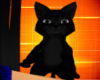 Shoulder Black Kitten
