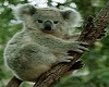 Koala Dub Blocks
