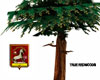 SSM True Redwood Tree